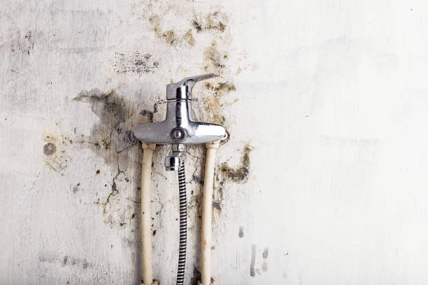 Best Professional Mold Removal  in Lake Helen, FL