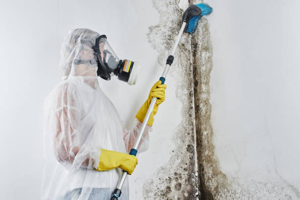 Best Mold Cleaning Services  in Lake Helen, FL