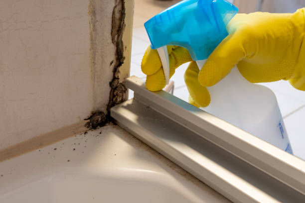 Best Residential Mold Removal  in Lake Helen, FL