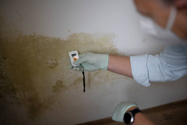 Professional Mold Removal in Lake Helen, FL