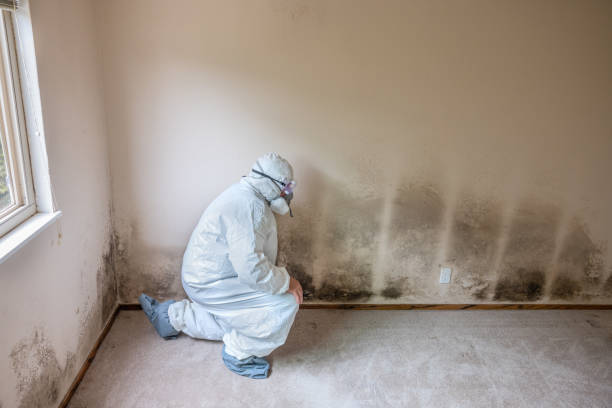 Best Black Mold Removal  in Lake Helen, FL