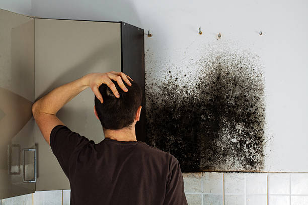 Best Toxic Mold Removal  in Lake Helen, FL