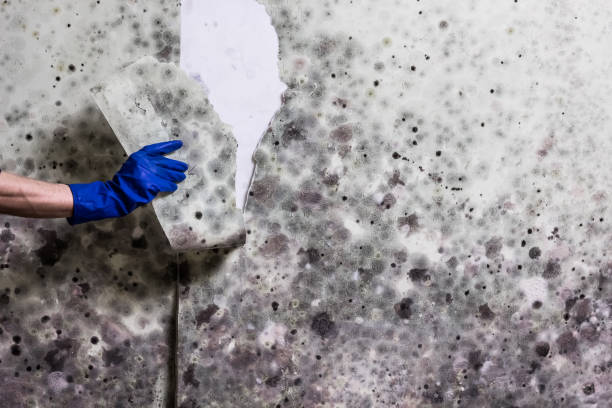 Best Certified Mold Removal  in Lake Helen, FL
