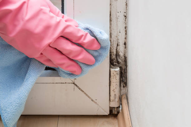 Best Residential Mold Removal  in Lake Helen, FL