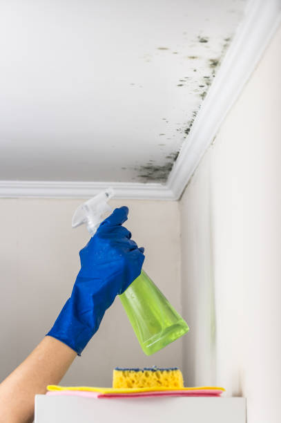 Best Mold Cleaning Services  in Lake Helen, FL